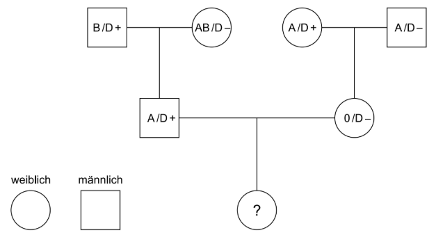 Stammbaumdiagramm mit Blutgruppen und Rhesusfaktoren einer Familie.